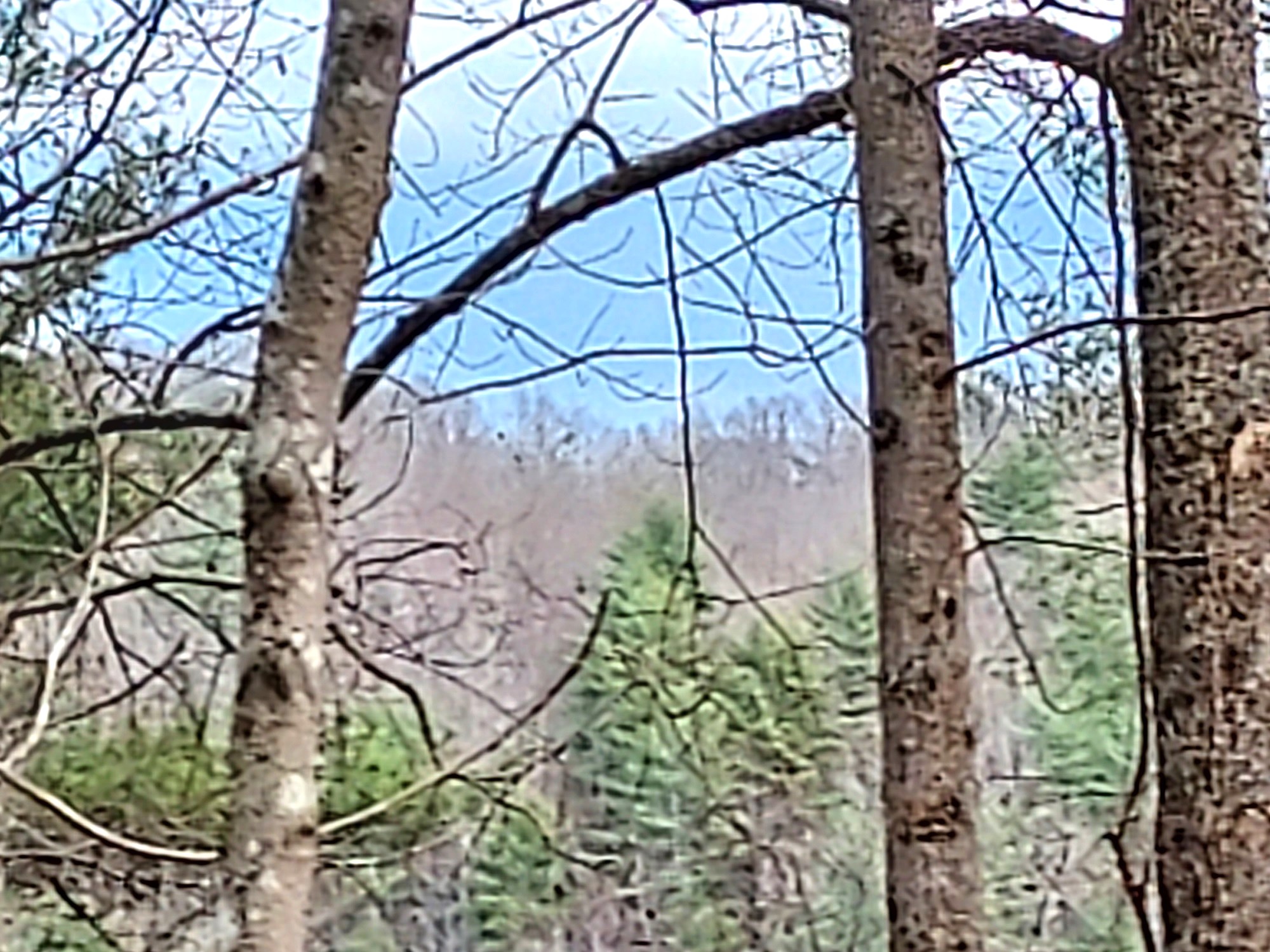 A dense forest with towering, majestic trees, creating a serene and awe-inspiring natural setting