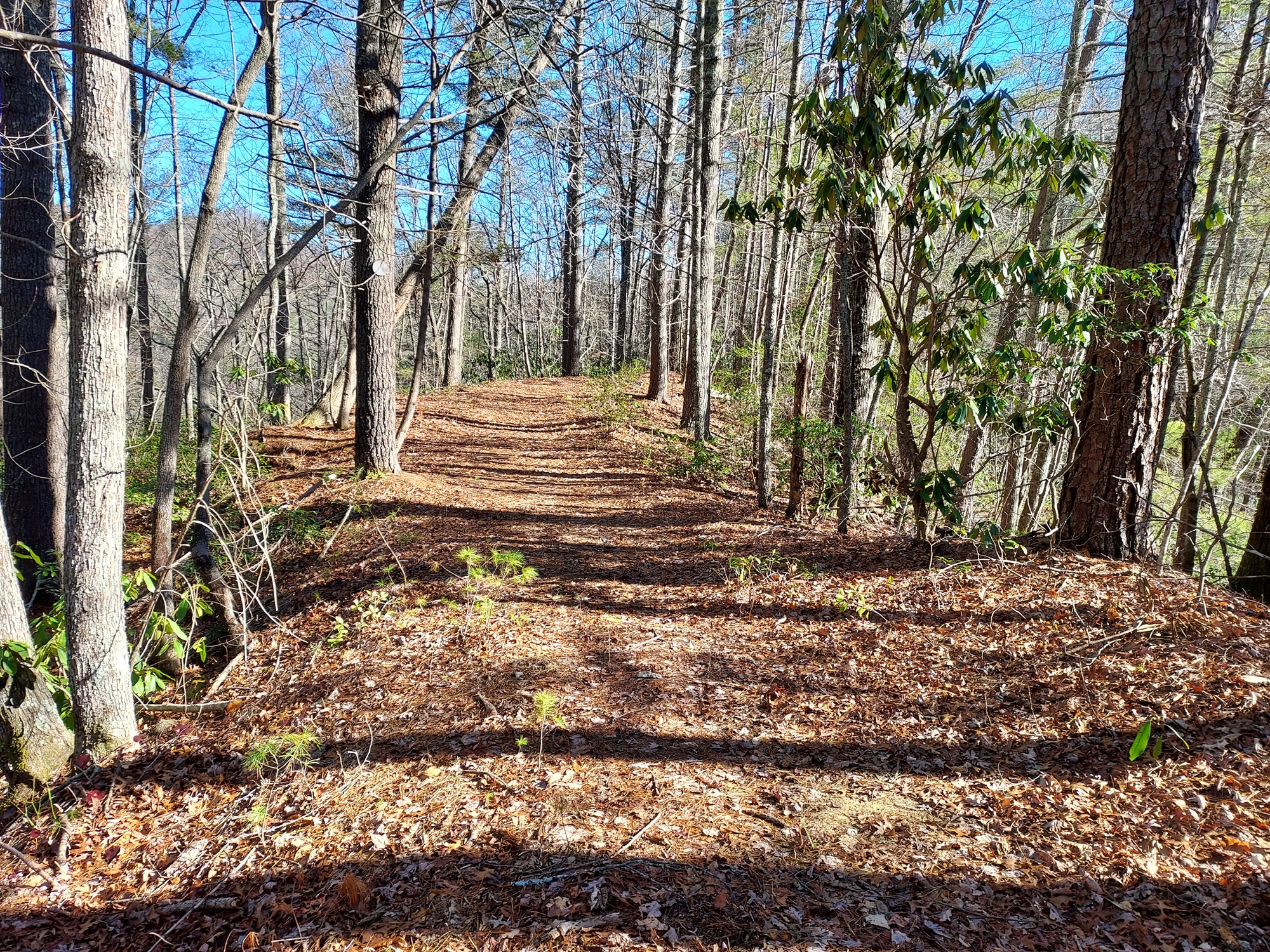 A pathway winding through a forest with trees lining both sides, creating a picturesque and peaceful natural walkway